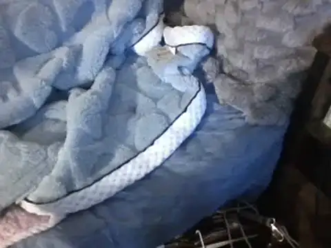 Snapshot of housewife_shantie chatting on 03/07/25, 06:54 housewife shantie online show from 03/07/25, 06:54