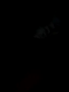 planculibre online show from 12/14/24, 04:09