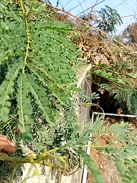 Snapshot of sweet_suman chatting on 12/03/25, 04:53 sweet suman online show from 12/03/25, 04:53