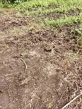 himvilohi08 online show from 10/01/25, 05:35