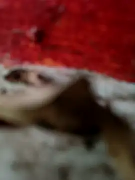 himvilohi08 online show from 10/18/25, 12:50