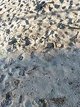 Snapshot of pegaso369 chatting on 11/03/25, 02:51 pegaso369 online show from 11/03/25, 02:51