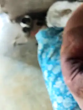 INTERNATIONAL0001 online show from 12/03/25, 03:03