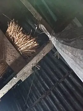  Helala  online show from 10/17/25, 11:07