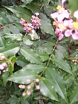 Thaohoa love online show from 09/09/25, 02:22