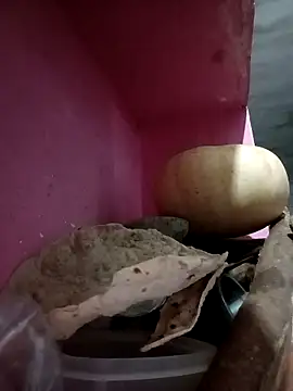 Payal950 online show from 10/09/25, 09:46