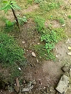 Snapshot of Rahul_Razz chatting on 10/04/25, 07:06 Rahul Razz online show from 10/04/25, 07:06