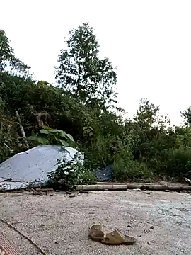 Suzuki see online show from 10/11/25, 10:36