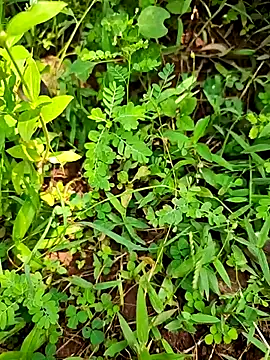 telugumodda4396 online show from 09/21/25, 07:10