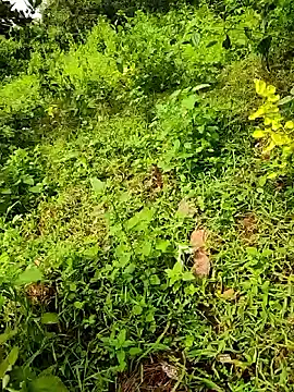 telugumodda4396 online show from 09/23/25, 08:06