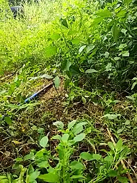 telugumodda4396 online show from 10/19/25, 06:14