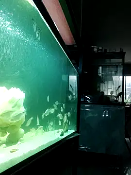 kata 77 online show from 10/04/25, 03:48