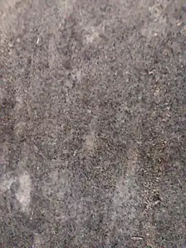 Snapshot of nagepalli chatting on 11/29/25, 03:31 nagepalli online show from 11/29/25, 03:31