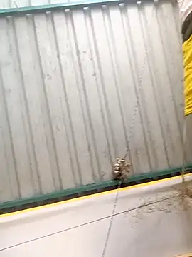 Snapshot of harinisree chatting on 10/31/25, 05:30 harinisree online show from 10/31/25, 05:30