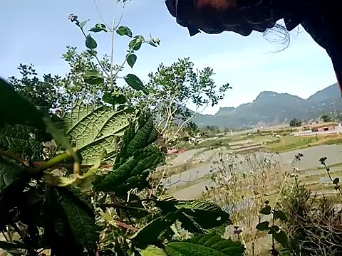 Snapshot of nui-show chatting on 11/07/25, 03:50 nui-show online show from 11/07/25, 03:50