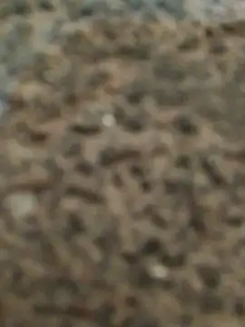 Snapshot of Orlao25cm chatting on 11/12/25, 02:45 Orlao25cm online show from 11/12/25, 02:45