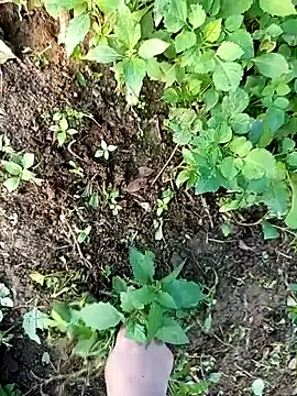 Fish yellow online show from 12/14/25, 09:47