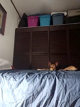 elargon dawn online show from 11/20/25, 03:50