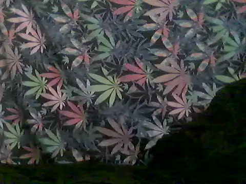 libraxxxstudios online show from 06/28/26, 09:59