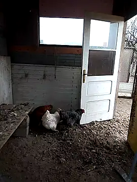 Snapshot of sarpe4 chatting on 11/22/25, 07:29 sarpe4 online show from 11/22/25, 07:29