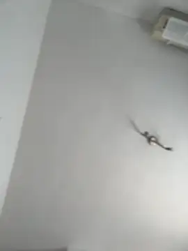 Snapshot of itsCassie chatting on 10/13/25, 01:00 itsCassie online show from 10/13/25, 01:00