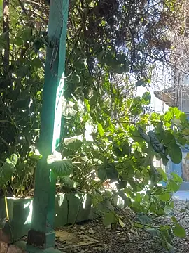 sofy alone online show from 09/09/25, 02:49