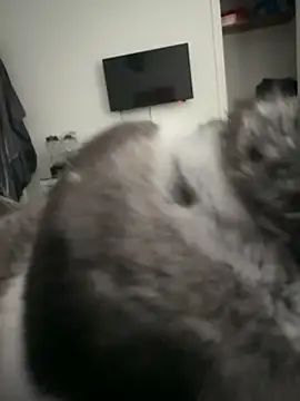 Furdale online show from 09/18/25, 04:31