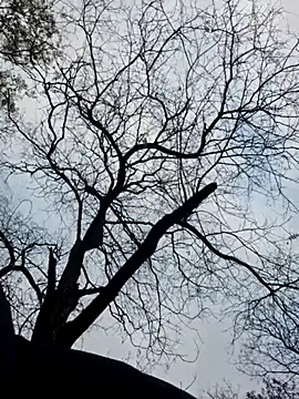 Keli Jessi online show from 11/19/25, 01:33