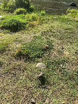 Snapshot of MAHKE12 chatting on 09/27/25, 11:15 MAHKE12 online show from 09/27/25, 11:15