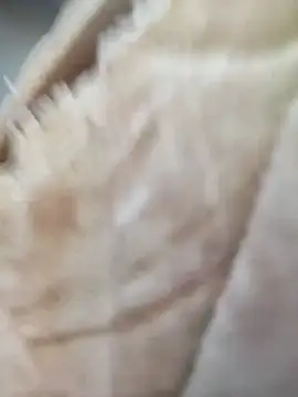 Snapshot of Comedordecu0289 chatting on 09/20/25, 02:29 Comedordecu0289 online show from 09/20/25, 02:29