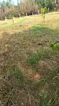 Snapshot of Gopal1243 chatting on 02/11/25, 04:01 Gopal1243 online show from 02/11/25, 04:01