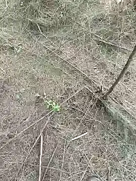 Snapshot of Gopal1243 chatting on 02/15/25, 09:27 Gopal1243 online show from 02/15/25, 09:27