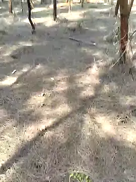 Snapshot of Gopal1243 chatting on 02/20/25, 05:33 Gopal1243 online show from 02/20/25, 05:33