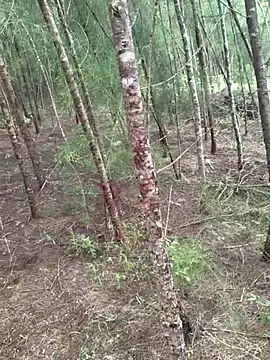 Snapshot of Gopal1243 chatting on 10/19/25, 04:46 Gopal1243 online show from 10/19/25, 04:46