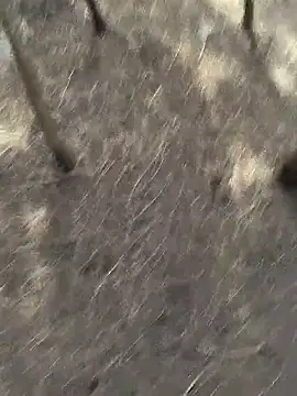 Snapshot of Gopal1243 chatting on 11/20/25, 06:13 Gopal1243 online show from 11/20/25, 06:13