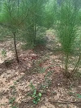 Snapshot of Gopal1243 chatting on 11/24/25, 02:11 Gopal1243 online show from 11/24/25, 02:11