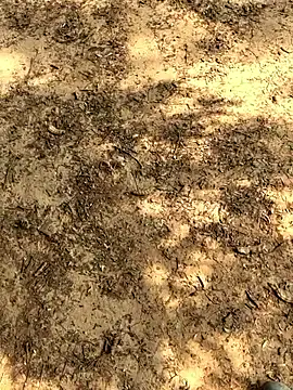 Snapshot of Gopal1243 chatting on 11/26/25, 06:14 Gopal1243 online show from 11/26/25, 06:14