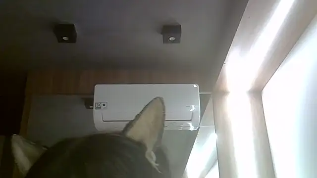 Skinny-Kitten online show from 07/20/26, 11:45