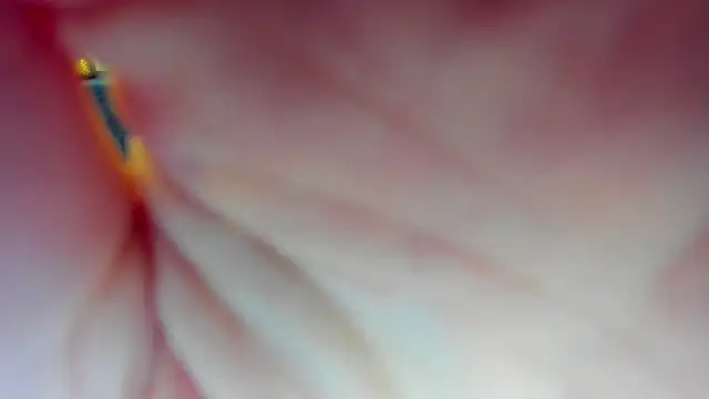 Katrina Minchels online show from 01/18/25, 11:11