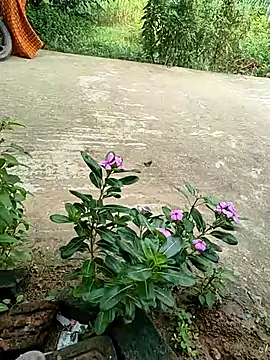 Snapshot of COUPLLE_VILLAGE chatting on 09/19/25, 02:35 COUPLLE VILLAGE online show from 09/19/25, 02:35